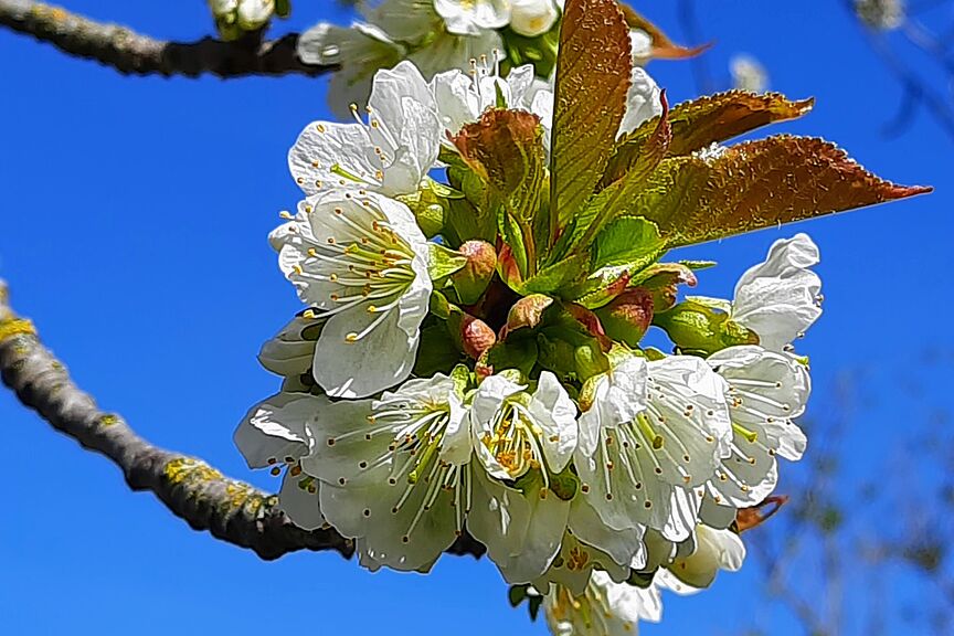 Kirschbluete Kirschbluete